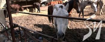 ��������, ��������, ��� � ���: �� �������� ������ � ������ ����� ����������