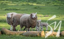 ������� ��������: ������ ������������ ����� �� ����