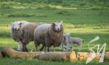 ������� ��������: ������ ������������ ����� �� ����