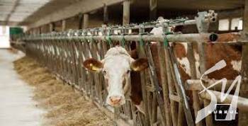 ����� �������� ������� ���� �� ����������� �������� ���� ������