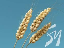 ³��� � ������ ������� ���� ������� �� ���������������� � ����������