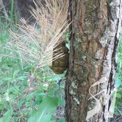 ��������� �����������: � �� � ������������ ������ ������� �������� �� ��������