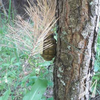 ��������� �����������: � �� � ������������ ������ ������� �������� �� ��������