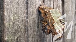 ������ ����� ��������� ��������-C��������