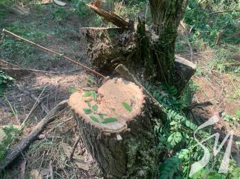 ������������� �� ��� ����: �� ����������� �������� �� �� �������� ������������ ��������