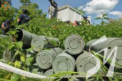 �� ���� �� ����������� �������� 239 ����������������� �������� - ����