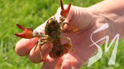 �� ����������� 䳺 �������� �� ����� ����