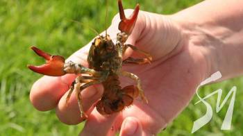 �� ����������� 䳺 �������� �� ����� ����