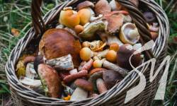 �� ����������� ������� ����� �������� �������