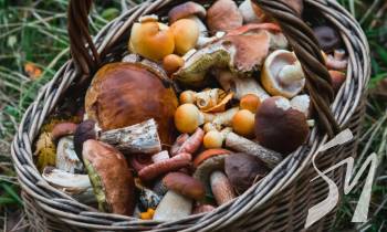 �� ����������� ������� ����� �������� �������