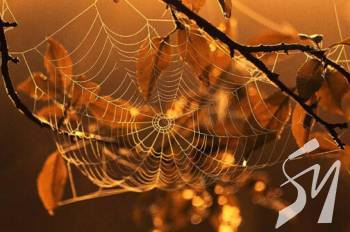 �� ����������� ������ ������ ���: ��������� ����������� ����� ������