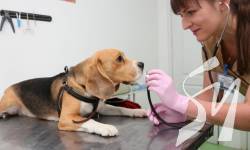 � �������� �������� ����������� ����������� �������� ������