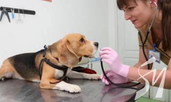 � �������� �������� ����������� ����������� �������� ������