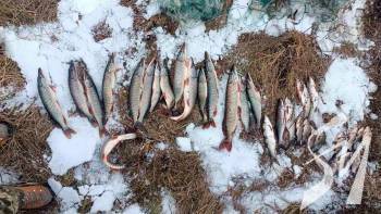 �� ����������� ��������� ������ ������ ������� 9 �� ���� �� ����� 82 ������ �������