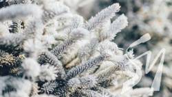 � ������ �� г���� ����� ���������� �� -13�