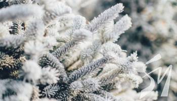 � ������ �� г���� ����� ���������� �� -13�