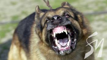 � ������������� ������ ������� �������� ���� ������: ��� � ������