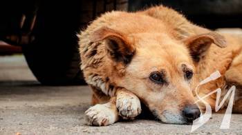 ������ ������� ���� ������: ��� ���� ����� � ���� � �������� �� ��������� � ��������