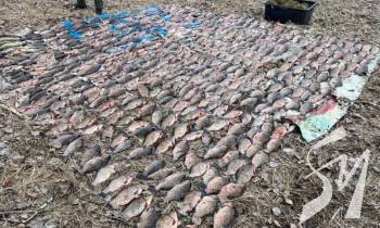 �� ����������� ������������� ������� ���� ����������