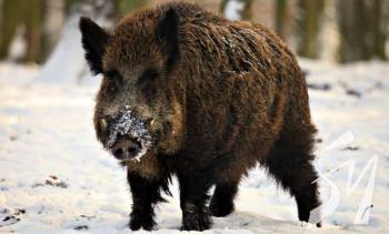 �� ����������� �������� ���� ����������� ���� ������