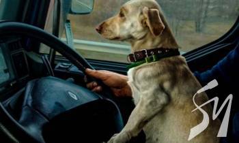 ����� ����������� ������ �������� ��� ������