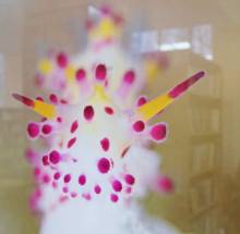 �������� ��. ����