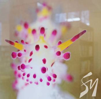 �������� ��. ����