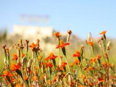 �������� �����������