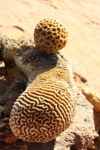 ����������� ���