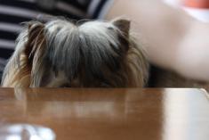 ������ �������