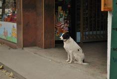 ������ ���